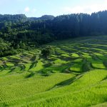 Oyama terraced rice paddies