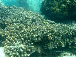 okinoshima_coral