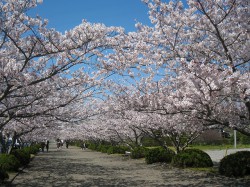 yacho-sakura