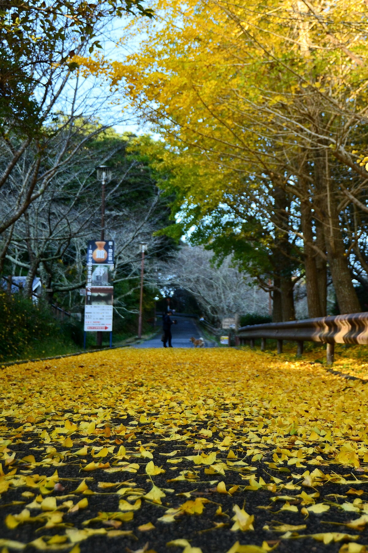 秋の散歩道 - 館山市観光協会