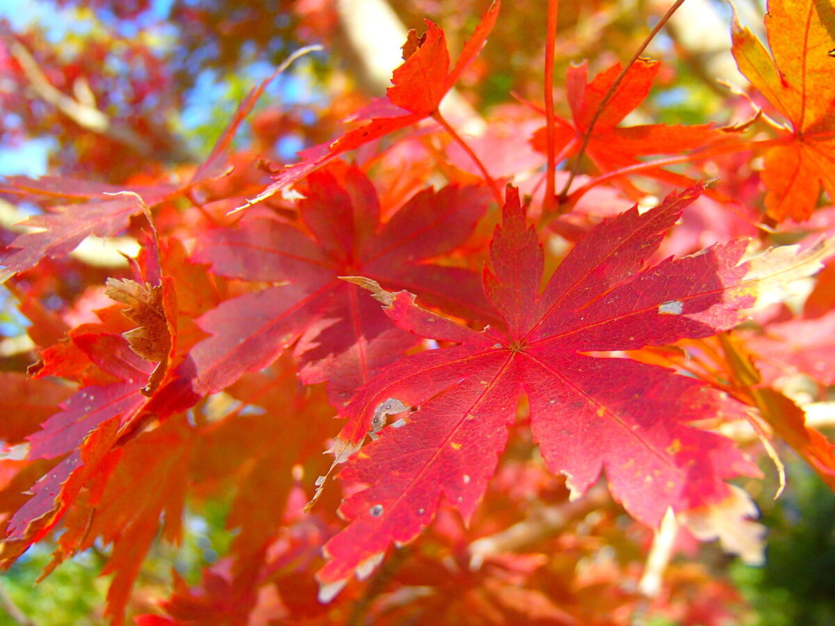 館山城山公園の紅葉 館山市観光協会