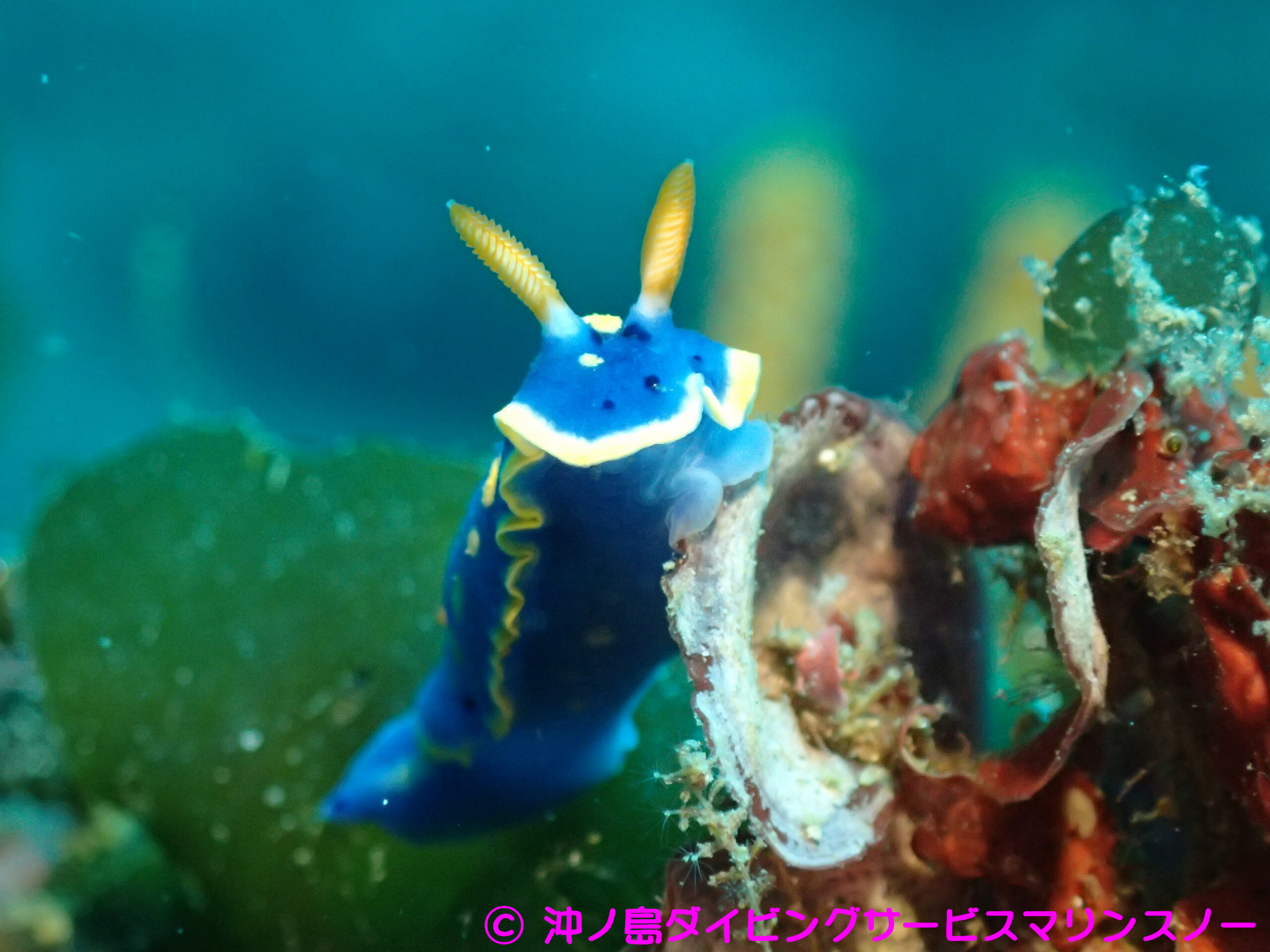 ウミウシ 裏側 – ウミウシ 頭部 切る : 「世界のウミウシ」中の人への33の質問 – DBLUK