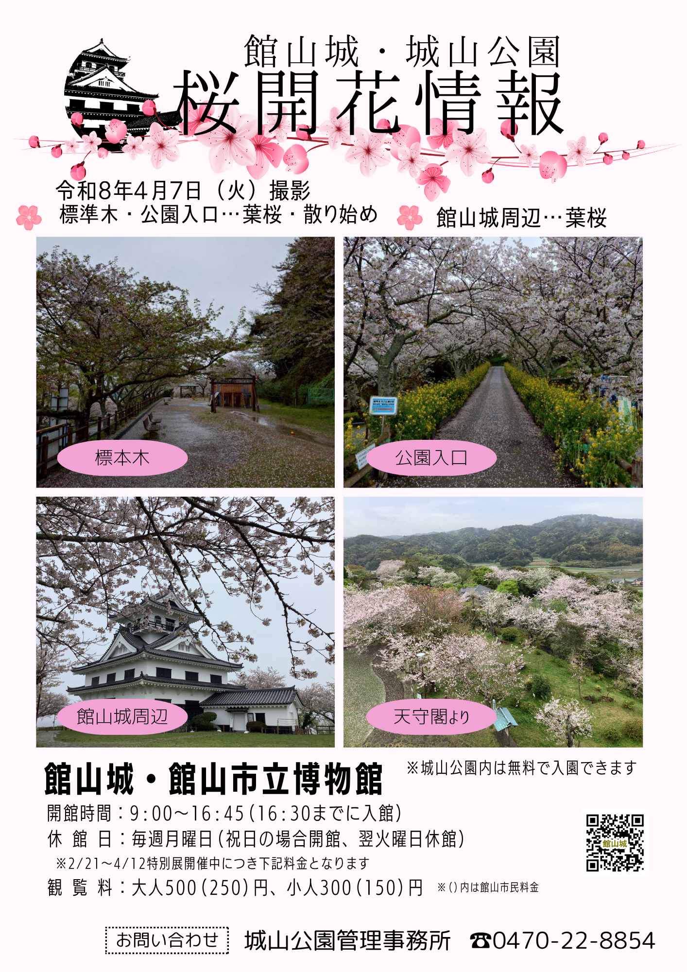 4/7🌸館山城🏯・城山公園🌸桜開花情報 - 館山市観光協会