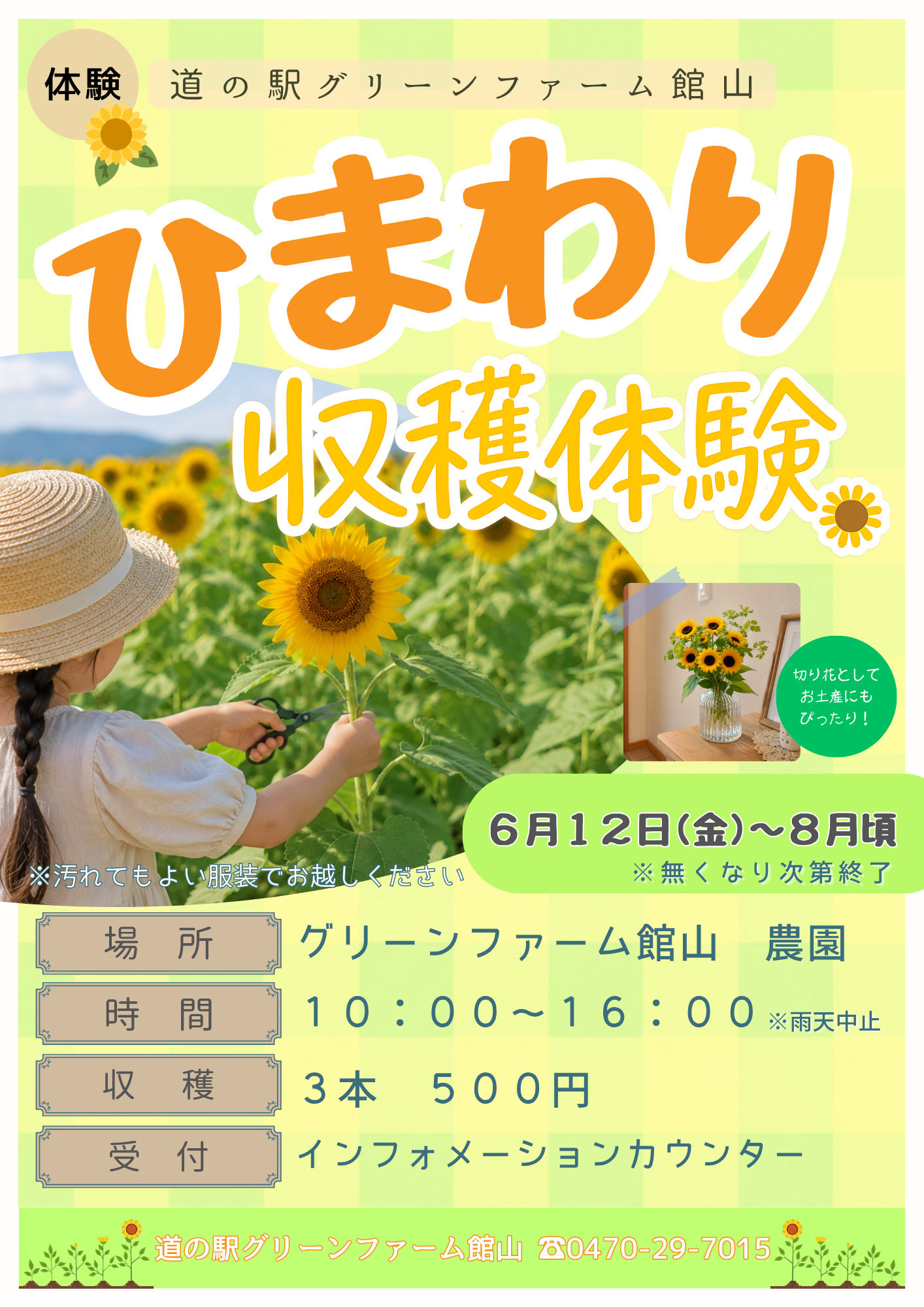 6/12~ 🌻ひまわり🌻収穫体験🌻グリーンファーム館山 - 館山市観光協会
