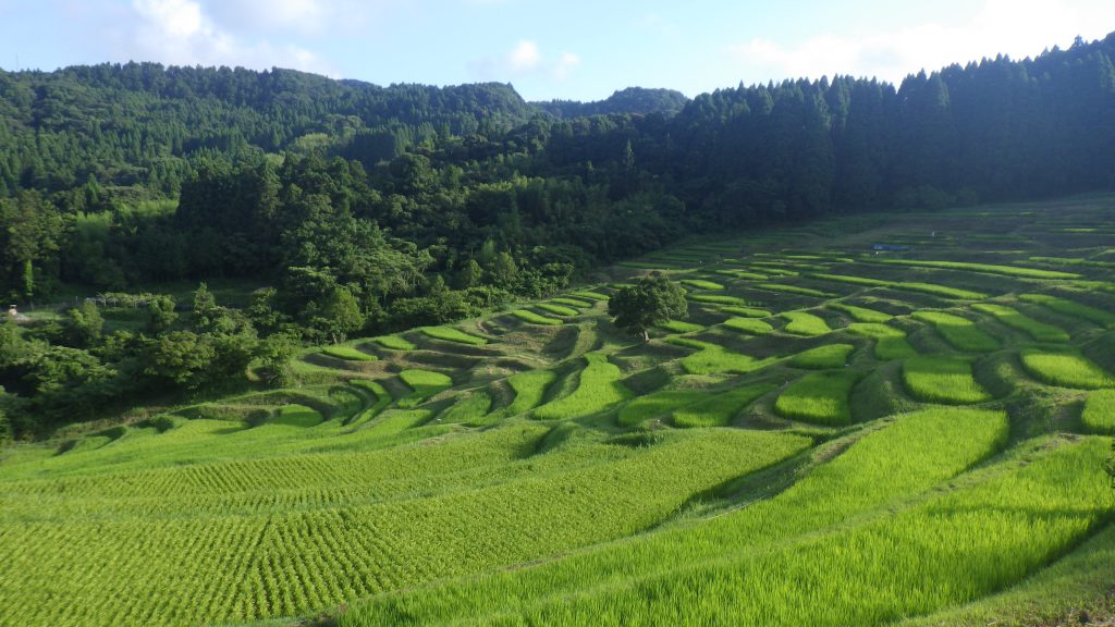 大山千枚田