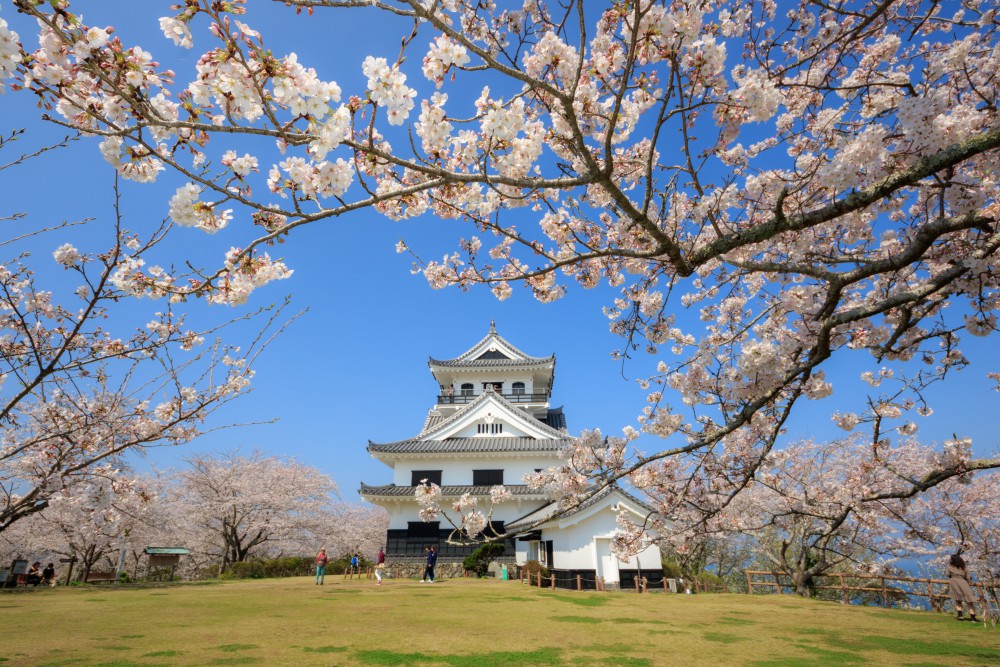 館山櫻花季