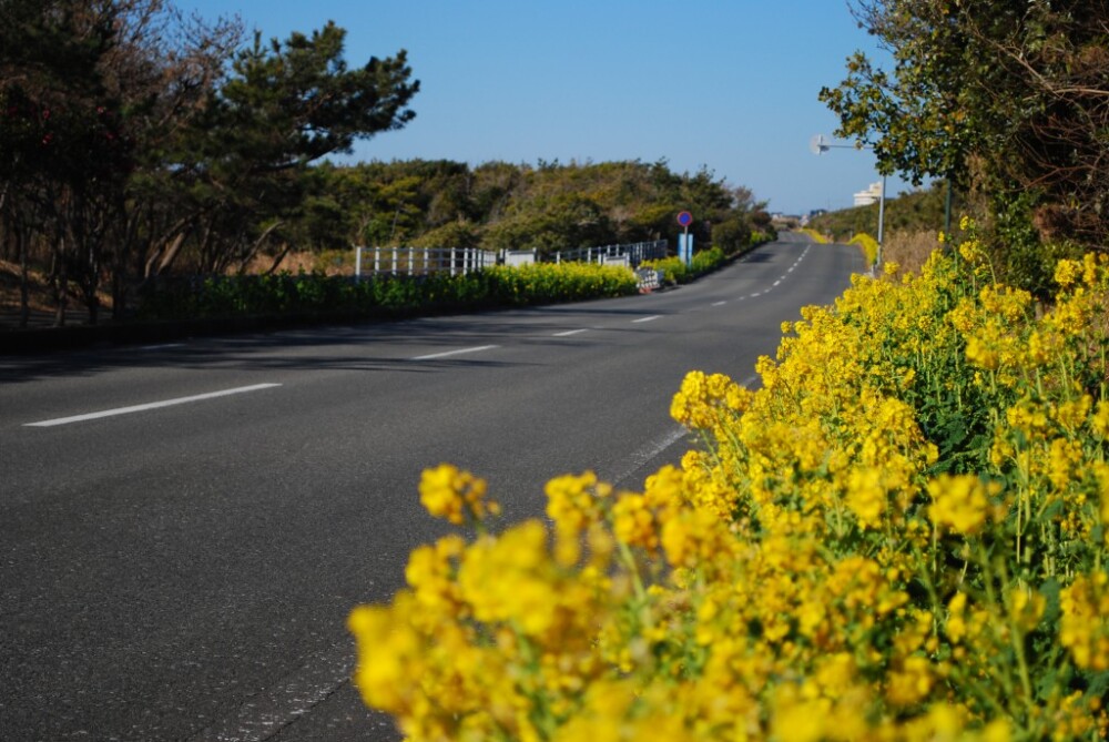 房總花海道路 （房総フラワーライン）